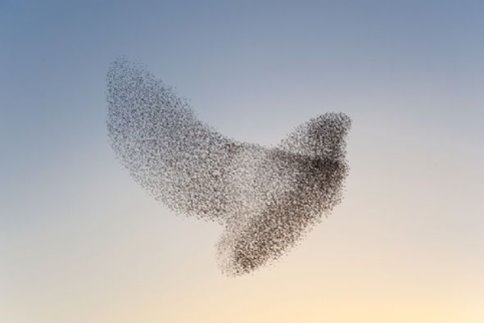 Sığırcık Kuşlarının Gökyüzündeki Dansı